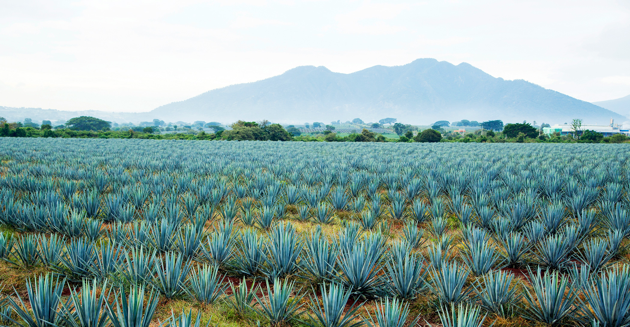 True Believers Partners With ecoSPIRITS to Launch Los Arcos, The World ...